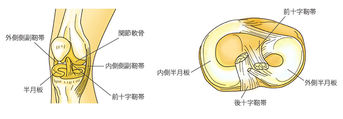 半月板損傷原因