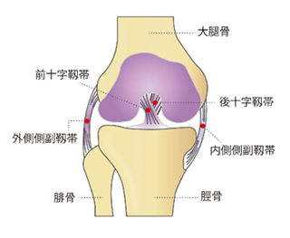 靭帯箇所